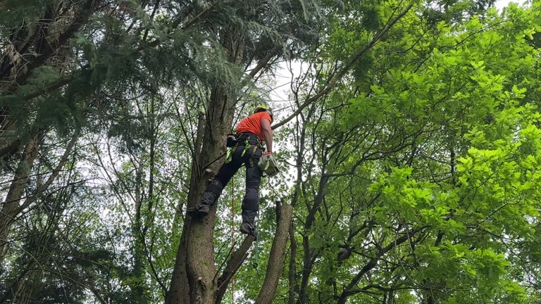 Bartlett, TX Tree Services Company
