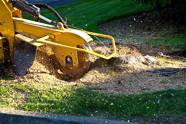 How Our Tree Care Process Works  in  Bartlett, TX