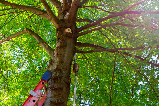 Best Tree and Shrub Care  in Bartlett, TX